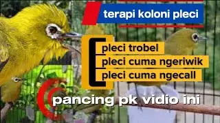Terapi koloni super gila ll putar pelan agar cepat direspon