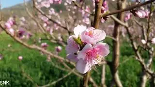 Spring In Manglor Swat Kp Pakistan #vlogs_10