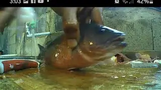 The  Fastest way i clean this fish'' #trinidad #cleaning #fish
