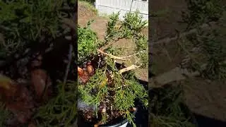 Gardening Beginners Series: Watering