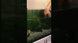 JUWEL Aquarium Cleaning 🧼
