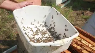 Camp Beez Kneez-a sneak peek