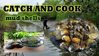 CATCH AND COOK MUD SHELLS | LIFE IN PROVINCE | EPISODE 11