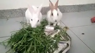 Rabbits eating in dish