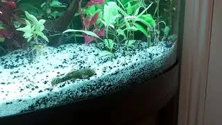Juwel Trigon 190 Tropical Fish