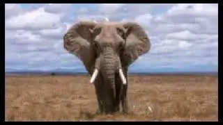 african elephant sound/elephant africa /how to elephant sounds /how to african elephant sound