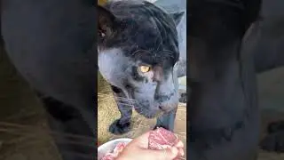 Black panther eat meat