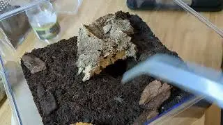 Spider Feeding (27-4-24)