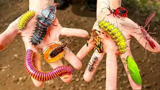 Catching Weirdest Bugs on Earth!