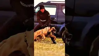 🐶👮Police Obedience Essentials#Police Dog in the Making:  Malinois Puppy Obedience