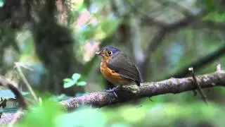 Slate-crowned Antpitta - Rio Blanco