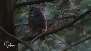 Barred Owls Mating