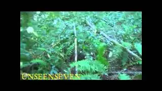Baby Bigfoot captured on video in nest!