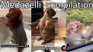 Medazelli Voice Over Funny Animals | Best Compilation 😭🐾