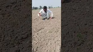 Borewell drilling ||coconut water checking method || #shortsfeed #borewell #rajasthan #boring #shots