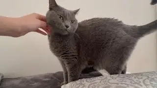猫が起こしに来る朝