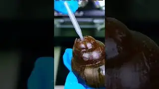 Snail Magnification, The World Under The Microscope #Microscope #Science