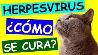 HERPESVIRUS FELINO: Todo lo que Necesitas Saber sobre esta Enfermedad en Gatos