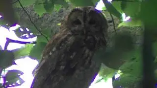 Tawny owl adult