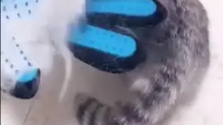 Guante de grooming para mascotas