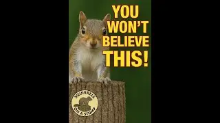 LIVE Squirrels on a Stump 🐿️ | Blue Ridge Mountains, North Carolina #SquirrelsOnAStump #SquirrelCam