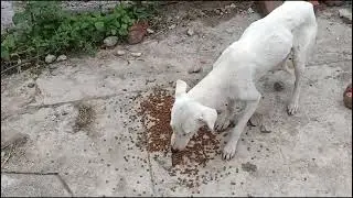 Giving food to hungry stray dog and wild money || feeding monkey || feeding dog