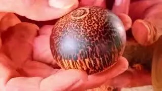 The Most Attractive of Palm Wood Products#The Nice Palm Ball#The Palm Wood Creative.
