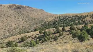 Sagebrush Sea Bosh Project