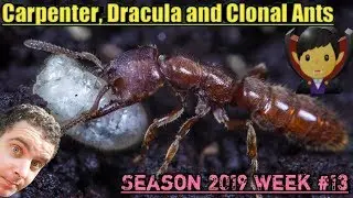 Carpenter, Dracula and Clonal Ants | Season 2019 Week #13 Update