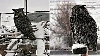 Owl Research~🦉🤗Great horned owl with bird prey~2025/12/03