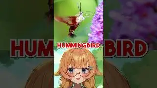 This INSECT Looks Just Like A HUMMINGBIRD!?