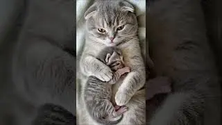 Can a Scottish Fold Cat Hug a Kitten This Sweetly? 🐱💞 Adorable Moment!