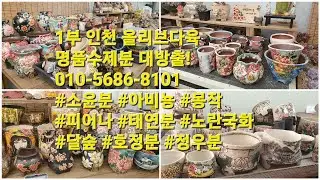 1부 인천 올리브다육 명품수제분 대방출!010-5686-8101 #소윤분 #아비뇽 #몽작 #피어나 #태연분 #노란국화 #달숲 #호정분 #정우분