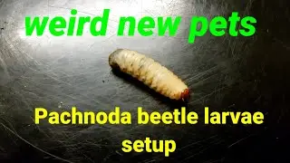 #fruitbeetles #weirdpets #beetles GIANT fruit beetle grub. how to set up a pachnoda marginta tank