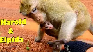 Surprisingly! Harold Is The Hero For Poor ELPIDA He Can Hold And Care Her For Almost Whole Day.