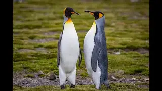Südgeorgien - die Königspinguine von Salisbury Plain