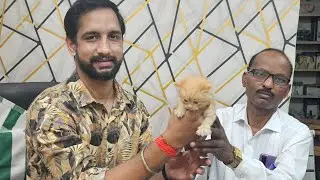 Amit pet shop sell cute Persian cat 🐈 any query pls call 8353948493#azamgarh #pets #cat