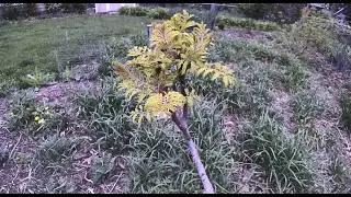 Time Lapse: Stag horn sumac