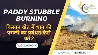 Paddy Residue Management | Stubble Burning 🔥| किसान खेत में धान की पराली का प्रबंधन कैसे करे?