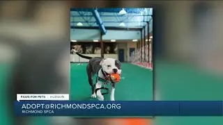 Paws for Pets: Hudson, a friendly boy with a big personality & lots of energy!