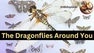 Introduction to Insect Taxonomy and Insect Identification - Part 15 - Families of Anisoptera