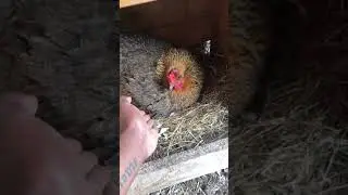 What a broody hen looks like / what a broody Muscovy looks like (Wind warning)