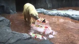 Inuka the polar bear turns 24!