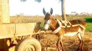 The Egyptian Countryside Part 5 _ The Beauty of Natural _ Egyptian Landscape