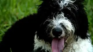 Inflation putting burden on pet owners