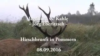 Alter Hirsch wird erlegt! Old deer shot!