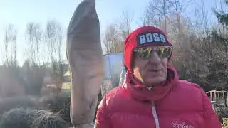 Trachycarpus 🌴-11🥶 vak 👌🌴 přetestován💪👌🌴