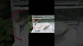 淡水中的璀璨光影：台灣「水中彩虹」高體鰟鮍的絕美瞬間｜Maxcatch｜勇作微物釣工坊｜勇作昆布絲餌｜微物釣｜！#fishing #小物釣#釣蝦 #熱門
