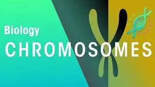 What Are Chromosomes | Genetics | Biology | FuseSchool