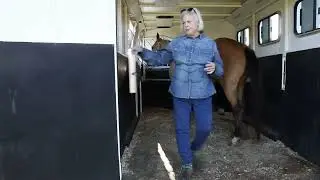 Buckskin AQHA Quarter Horse Filly - Peppermint